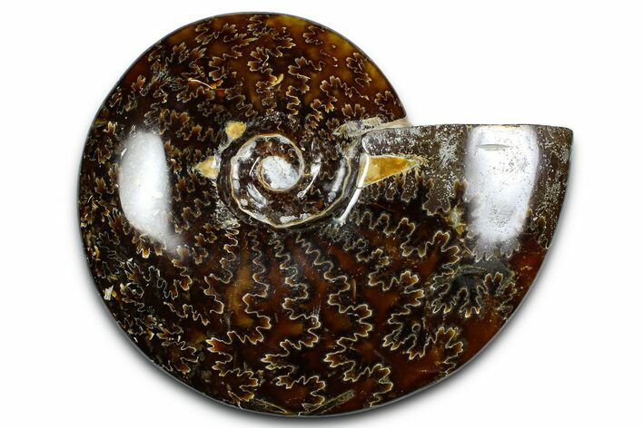 Polished Ammonite (Cleoniceras) Fossil - Madagascar #369619